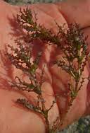 Attēlu rezultāti vaicājumam “Najas marina leaf”