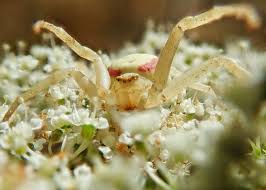 Attēlu rezultāti vaicājumam “Misumena vatia”