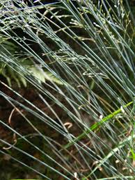 Attēlu rezultāti vaicājumam “Poa nemoralis”