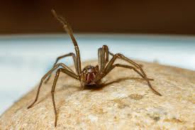 Attēlu rezultāti vaicājumam “Tegenaria sp.”