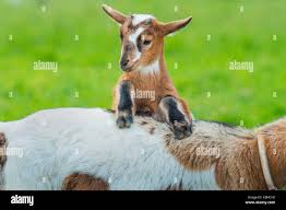 Attēlu rezultāti vaicājumam “Capra juvenile”