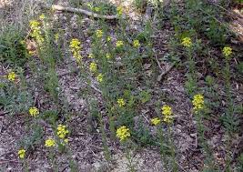 Attēlu rezultāti vaicājumam “Erysimum hieracifolium”