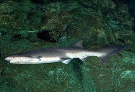 Image result for Notorynchus cepedianus