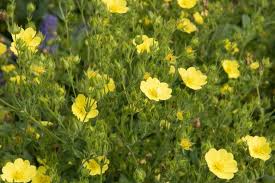 Image result for Potentilla argentea