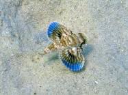 Image result for Dactylopterus volitans