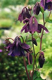 Image result for Aquilegia