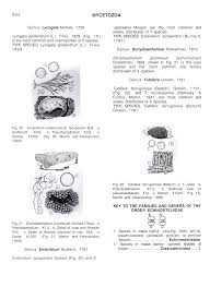 Attēlu rezultāti vaicājumam “Amaurochaete atra spores”