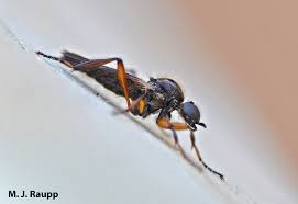 Attēlu rezultāti vaicājumam “Bibionidae female”