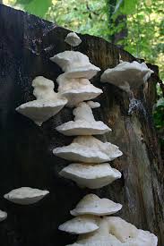 Attēlu rezultāti vaicājumam “Postia tephroleucus”