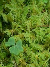 Attēlu rezultāti vaicājumam “Ptilium crista-castrensis”