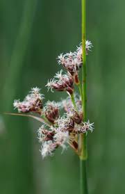 Attēlu rezultāti vaicājumam “Schoenoplectus lacustris subsp. lacustris”