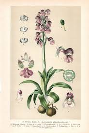 Attēlu rezultāti vaicājumam “Orchis morio”