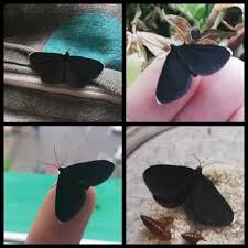 Attēlu rezultāti vaicājumam “Odezia atrata”