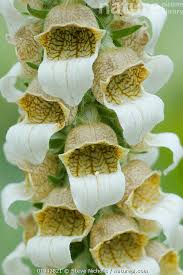 Image result for Digitalis lanata