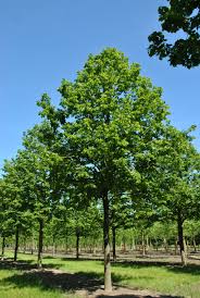 Attēlu rezultāti vaicājumam “Tilia platyphyllos subsp. cordifolia”