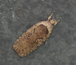 Attēlu rezultāti vaicājumam “Agonopterix ciliella”