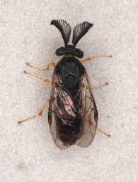 Attēlu rezultāti vaicājumam “Gilpinia”