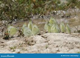Attēlu rezultāti vaicājumam “Pieris napi underside”