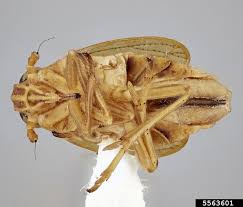 Attēlu rezultāti vaicājumam “Javesella pellucida”