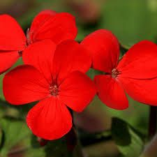 Image result for Phlox drummondii