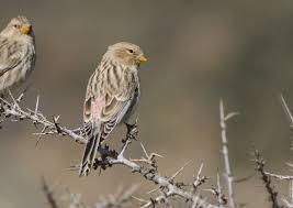 Image result for twite photo