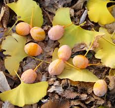 Attēlu rezultāti vaicājumam “Ginkgo biloba fruit”