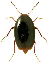 Attēlu rezultāti vaicājumam “Scaphisoma sp.”