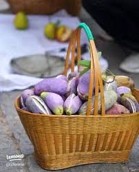 Attēlu rezultāti vaicājumam “Cinna latifolia fruit”