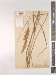 Attēlu rezultāti vaicājumam “Calamagrostis purpurea flower”