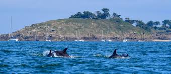 Afbeeldingsresultaat voor dolfijnen