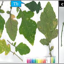 Attēlu rezultāti vaicājumam “Sinapis arvensis leaf”