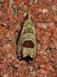 Attēlu rezultāti vaicājumam “Notocelia uddmanniana”