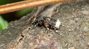 Attēlu rezultāti vaicājumam “Platystomos albinus”