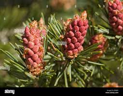 Attēlu rezultāti vaicājumam “Pinus pumila male flower”
