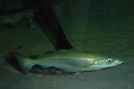 Image result for Pollachius pollachius