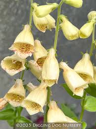 Image result for Digitalis grandiflora