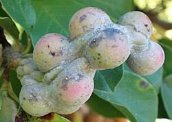 Attēlu rezultāti vaicājumam “Magnolia kobus fruit”