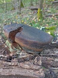 Attēlu rezultāti vaicājumam “Phellinus populicola”