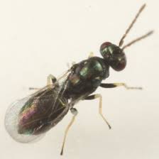 Attēlu rezultāti vaicājumam “Rabdophaga heterobia”