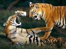 Range and habitat | Tiger Information and Facts