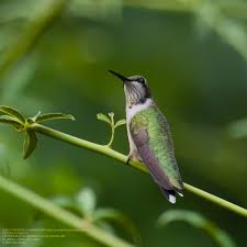 Attēlu rezultāti vaicājumam “Diderma rufostriatum young”