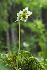 Attēlu rezultāti vaicājumam “Moneses uniflora flower”
