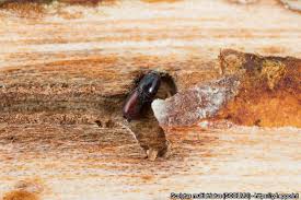 Attēlu rezultāti vaicājumam “Scolytus scolytus, Scolytus multistriatus”