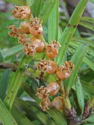 Attēlu rezultāti vaicājumam “Taxus baccata female flower”