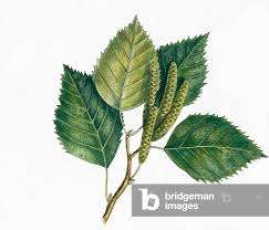 Attēlu rezultāti vaicājumam “Betula pubescens leaf”