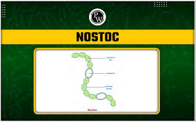 Attēlu rezultāti vaicājumam “Nostoc pruniforme cells”