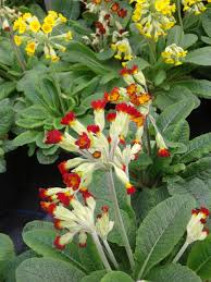 Attēlu rezultāti vaicājumam “Primula veris var. rubra flower”