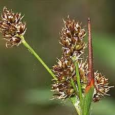 Attēlu rezultāti vaicājumam “Luzula pilosa flower”