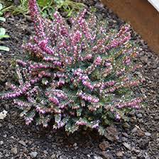 Attēlu rezultāti vaicājumam “Erica x darleyensis”