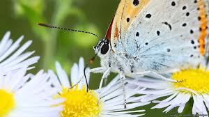 Attēlu rezultāti vaicājumam “Lycaeniinae”